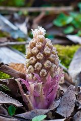 Gewöhnliche Pestwurz (Petasites hybridus)