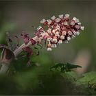 Gewöhnliche Pestwurz  -  Petasites hybridus