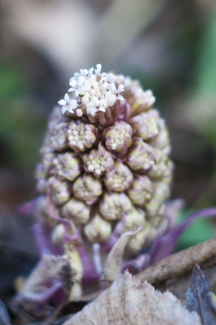 Gewöhnliche Pestwurz (Petasites hybridus)