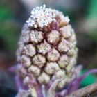 Gewöhnliche Pestwurz (Petasites hybridus)