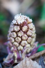 Gewöhnliche Pestwurz (Petasites hybridus)