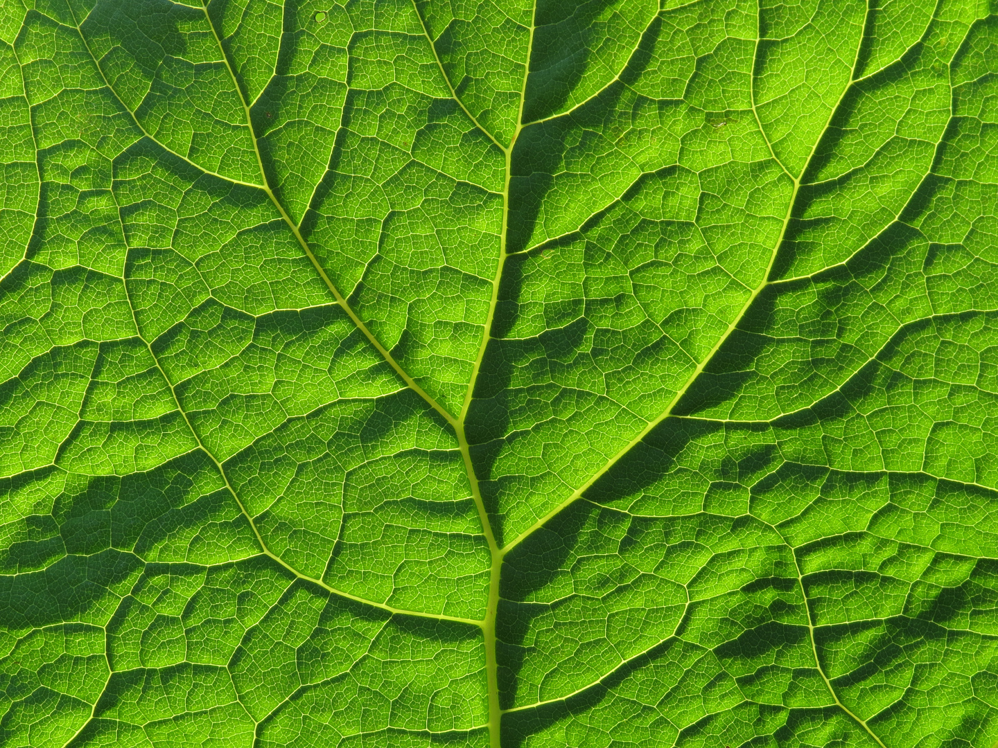 Gewöhnliche Pestwurz (Petasites hybridus (L.) , Blattunterseite im Gegenlicht