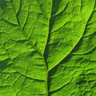 Gewöhnliche Pestwurz (Petasites hybridus (L.) , Blattunterseite im Gegenlicht