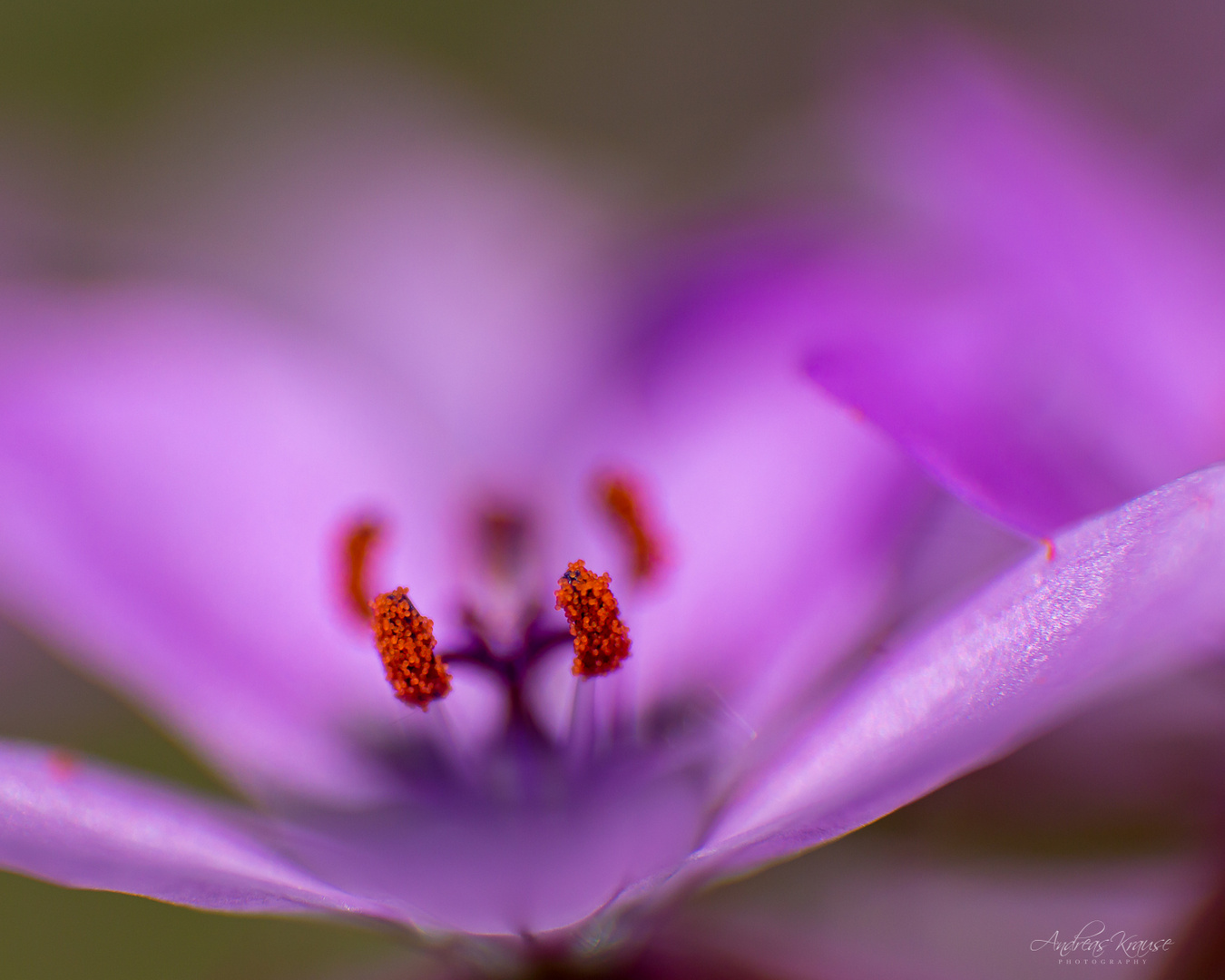 Gewöhnliche Reiherschnabel (Erodium cicutarium)