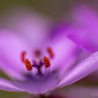 Gewöhnliche Reiherschnabel (Erodium cicutarium)