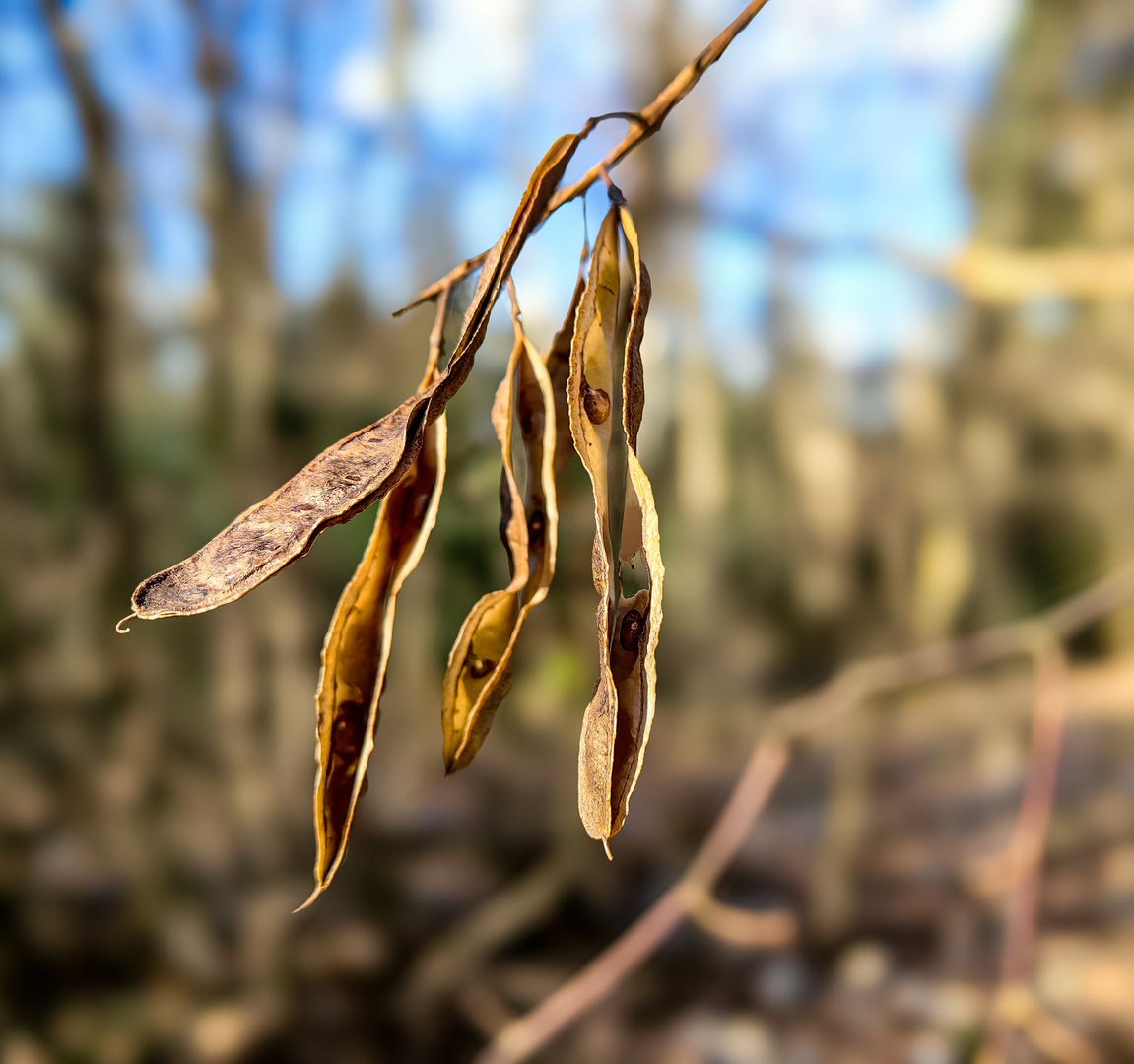 Gewöhnliche Robinie Robinia pseudoacacia