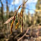 Gewöhnliche Robinie Robinia pseudoacacia