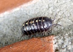 Gewöhnliche Rollassel (Armadillidium vulgare) auf der Hauswand