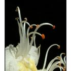 Gewöhnliche Rosskastanie (Aesculus hippocastanum L.),