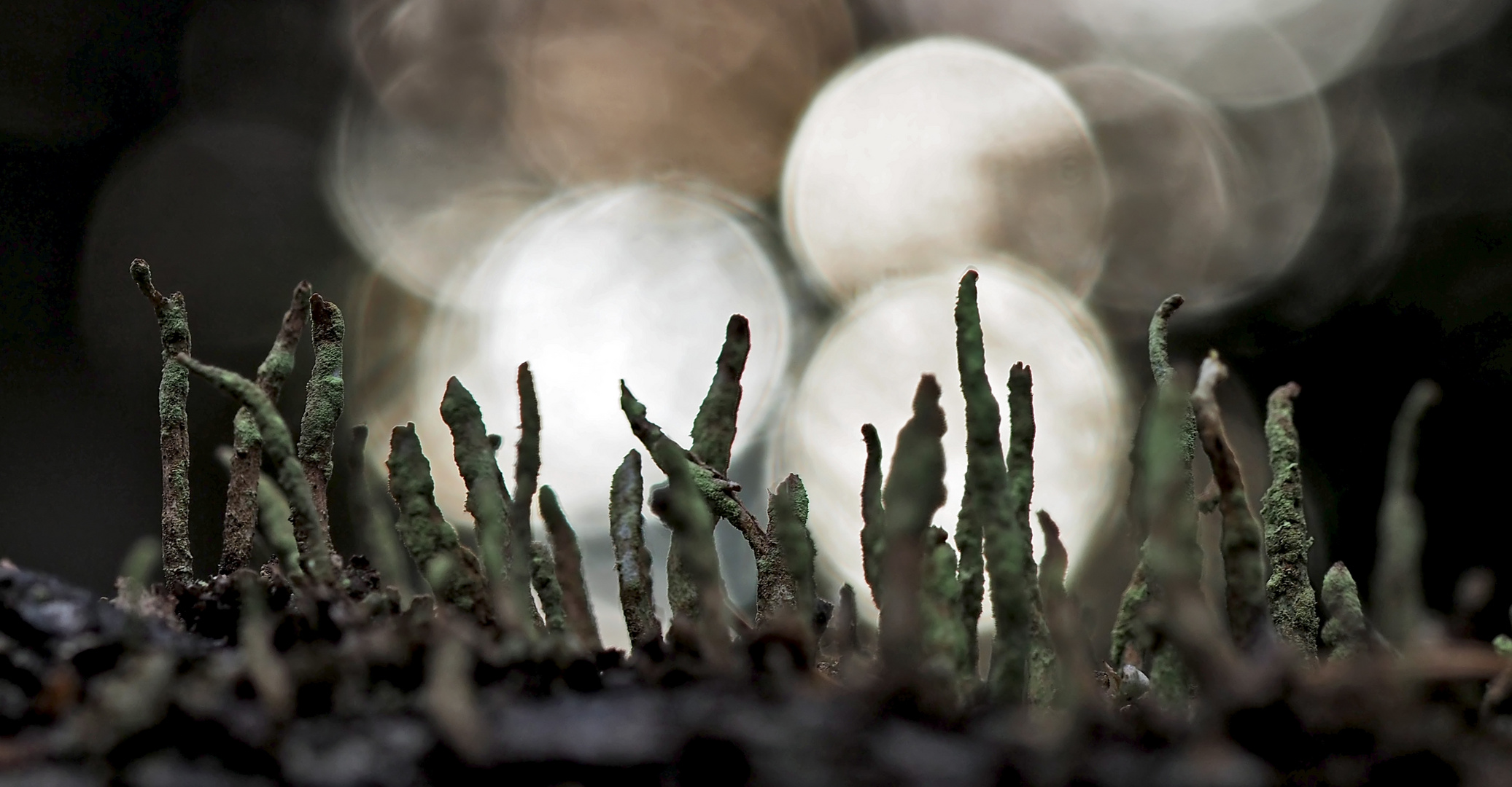 Gewöhnliche Säulenflechte (Cladonia coniocraea) - Lichen qui pousse sur le vieux bois...