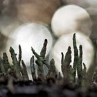 Gewöhnliche Säulenflechte (Cladonia coniocraea) - Lichen qui pousse sur le vieux bois...