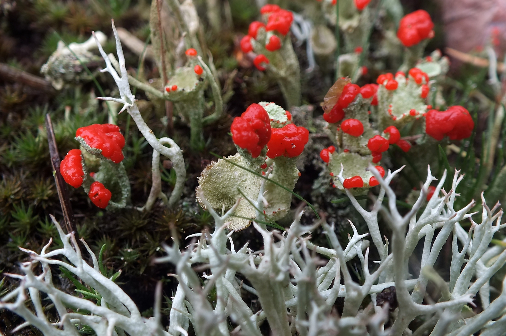 Gewöhnliche Scharlachflechte (Cladonia pleurota) u. Zopf's Rentierflechte (Cladonia zopfii)