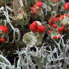 Gewöhnliche Scharlachflechte (Cladonia pleurota) u. Zopf's Rentierflechte (Cladonia zopfii)