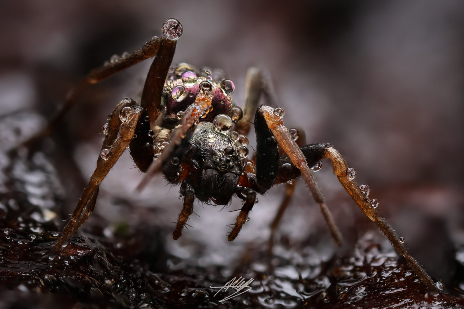 Gewöhnliche Schillerspinne Weibchen (Micaria pulicaria) 