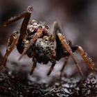 Gewöhnliche Schillerspinne Weibchen (Micaria pulicaria) 