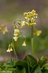 Gewöhnliche Schlüsselblume 1/10