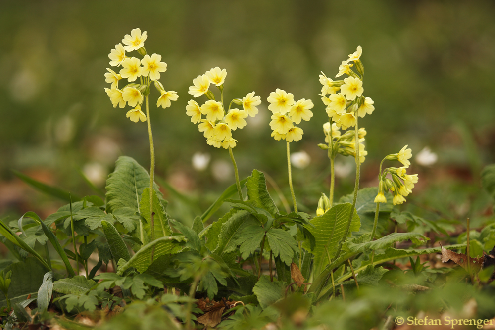 Gewöhnliche Schlüsselblume