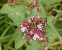 Gewöhnliche Schmalbiene (Lasioglossum calceatum)