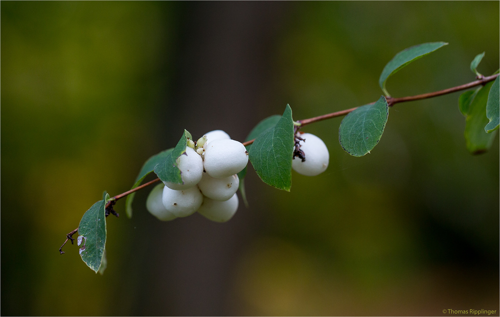 Gewöhnliche Schneebeere (Symphoricarpos albus)