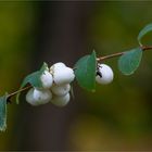 Gewöhnliche Schneebeere (Symphoricarpos albus)