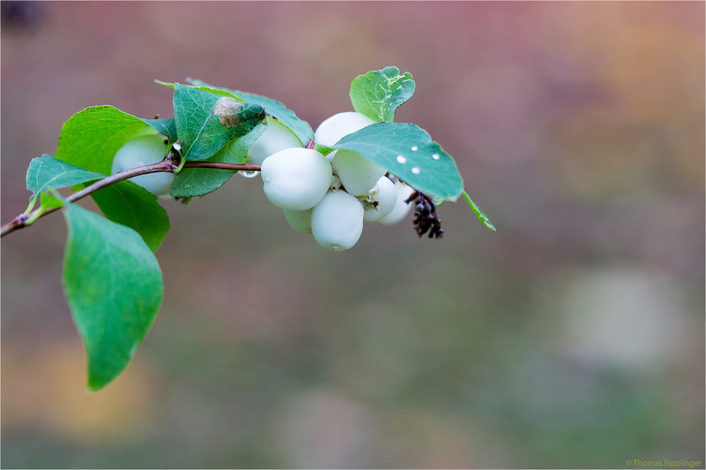 Gewöhnliche Schneebeere (Symphoricarpos albus).