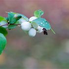 Gewöhnliche Schneebeere (Symphoricarpos albus).