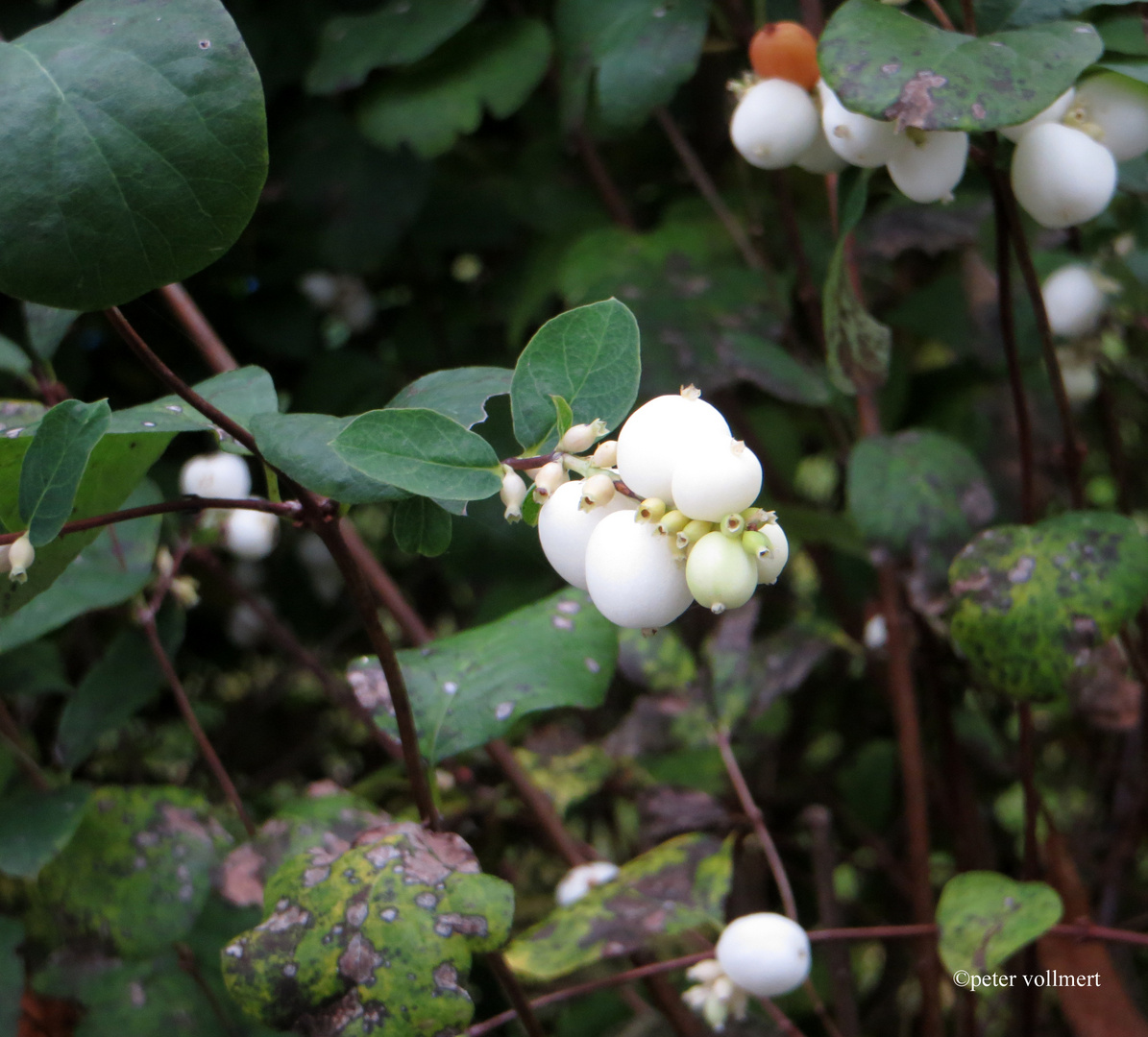 gewöhnliche Schneebeere Symphoricarpus albus