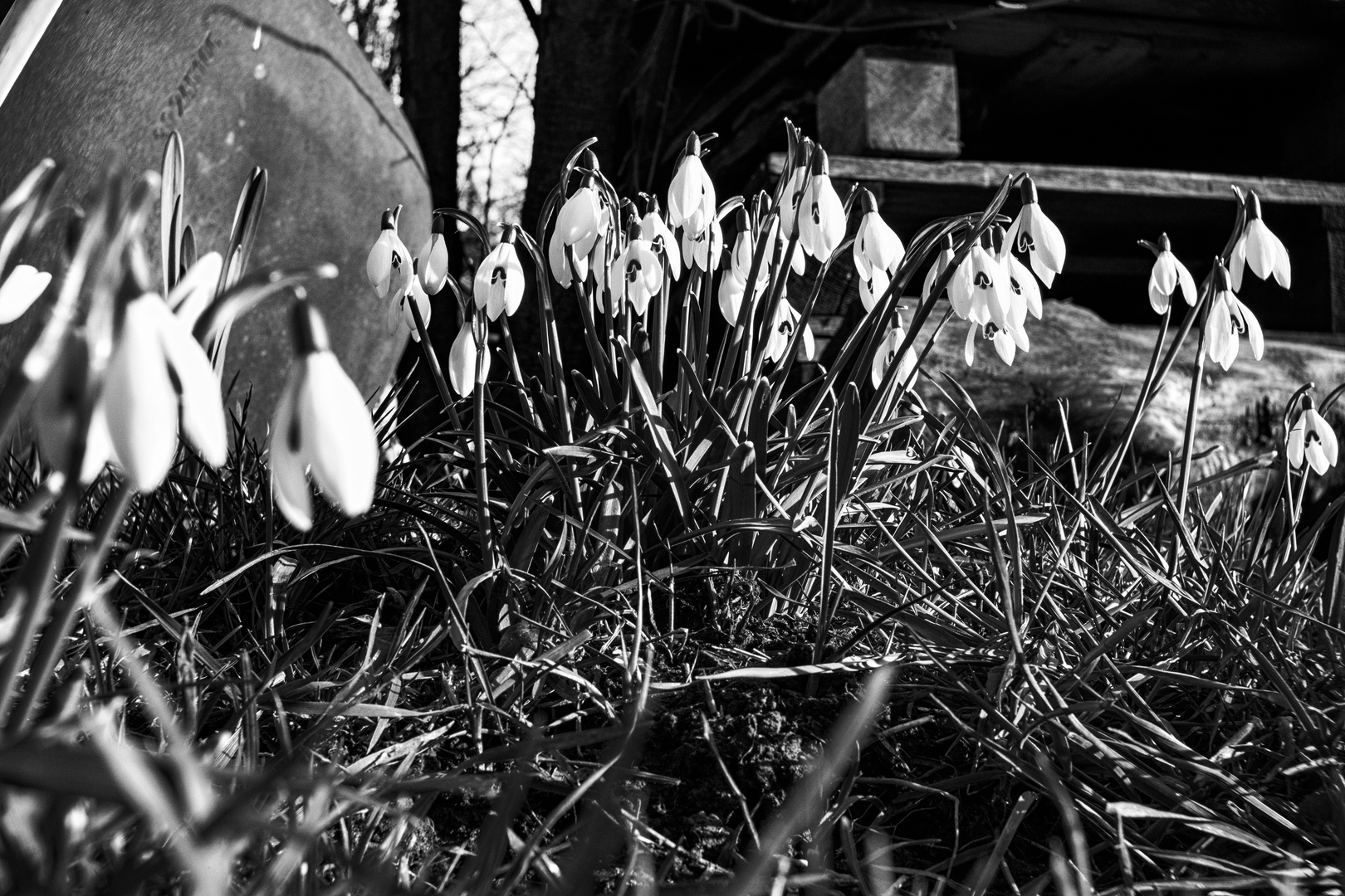 Gewöhnliche Schneeglöckchen - Galanthus nivalis