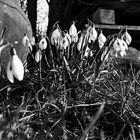 Gewöhnliche Schneeglöckchen - Galanthus nivalis
