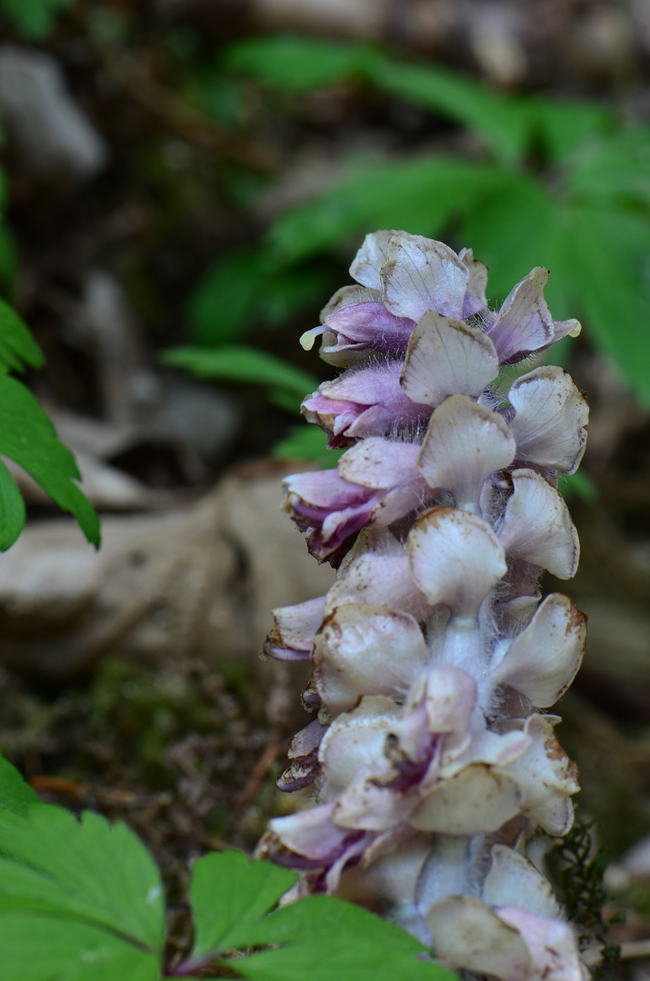 Gewöhnliche Schuppenwurz - Lathraea squamaria