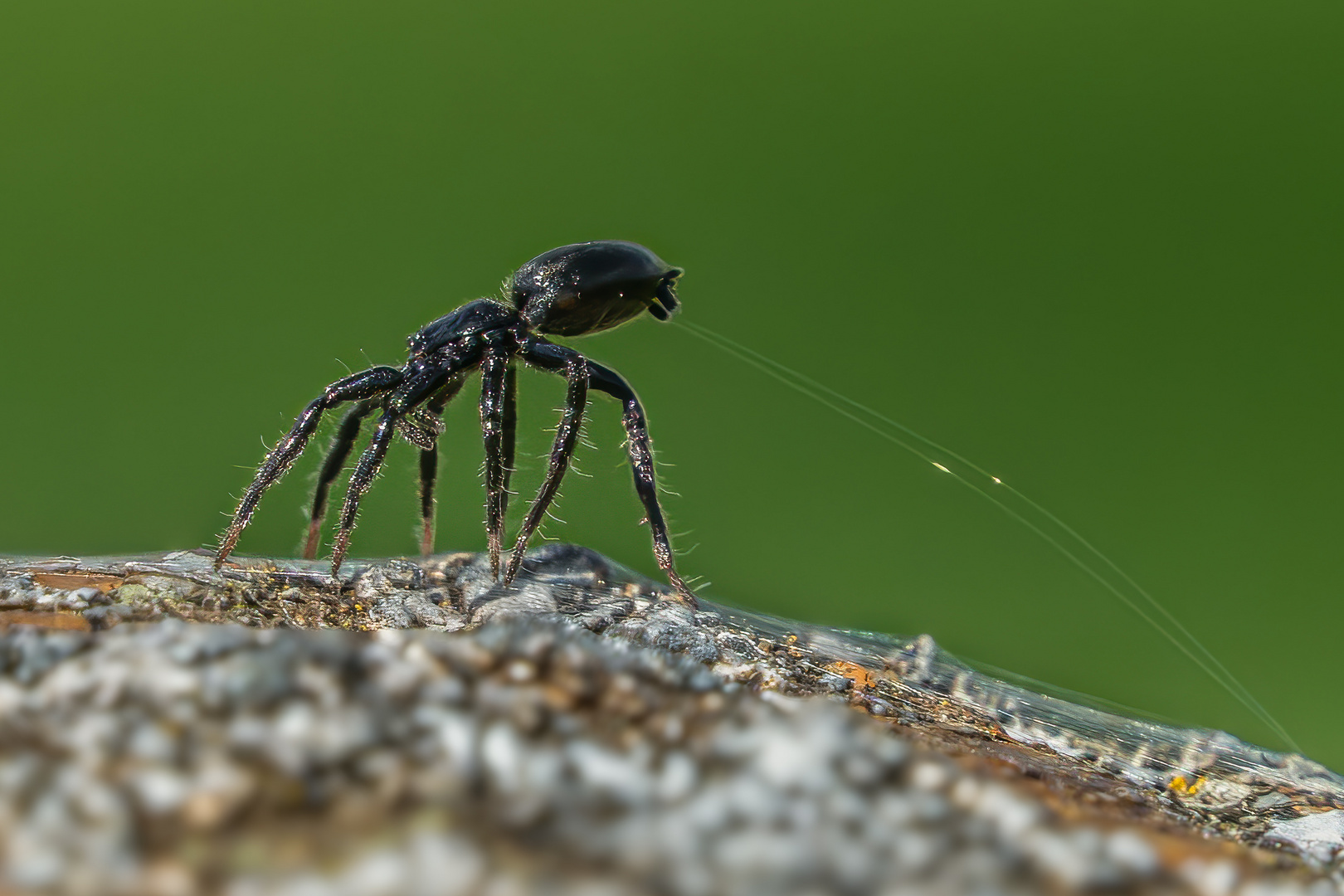 Gewöhnliche Schwarzspinne