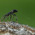 Gewöhnliche Schwarzspinne