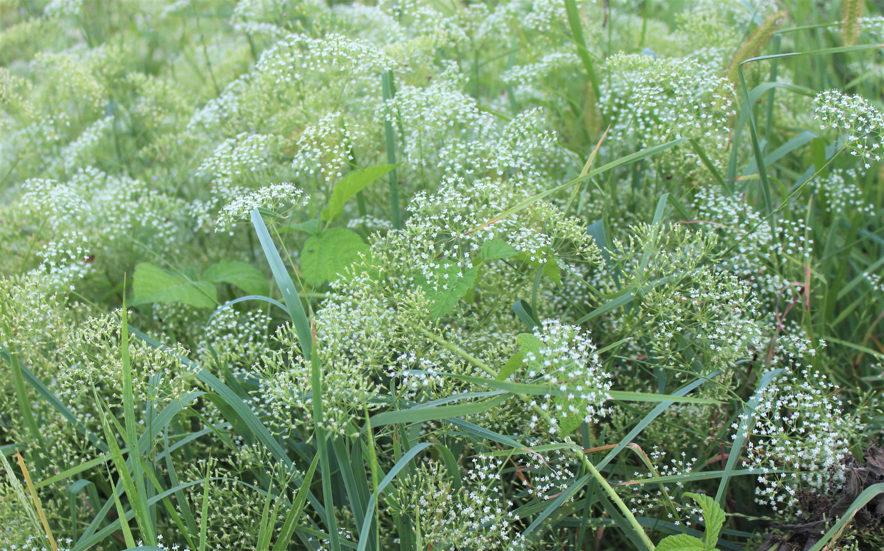 Gewöhnliche Sichelmöhre - Falcaria vulgaris