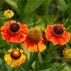  Gewöhnliche Sonnenbraut (Helenium autumnale)