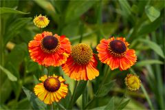  Gewöhnliche Sonnenbraut (Helenium autumnale)