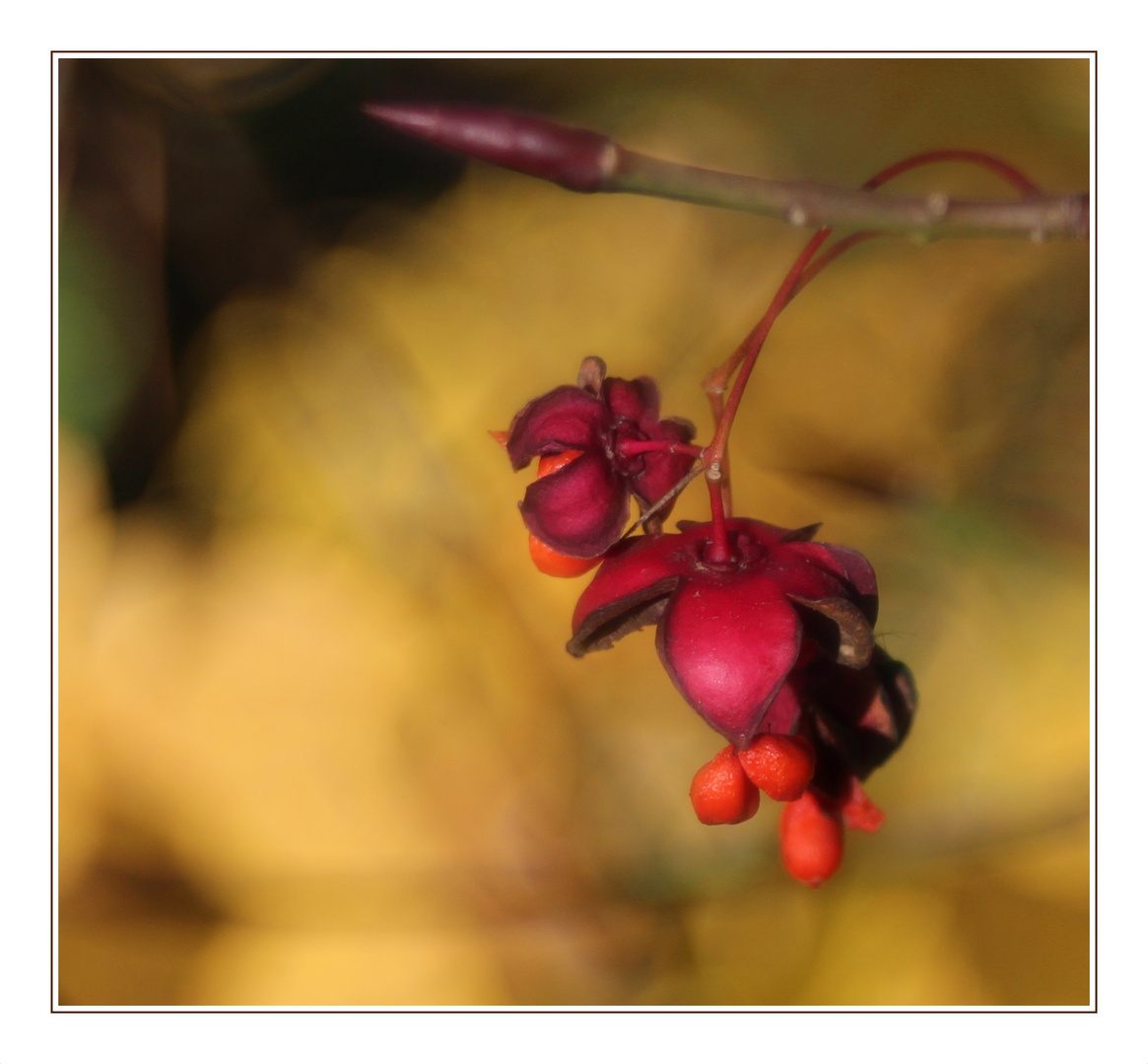 Gewöhnliche Spindelstrauch (Euonymus europaeus)...