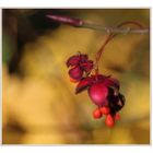 Gewöhnliche Spindelstrauch (Euonymus europaeus)...