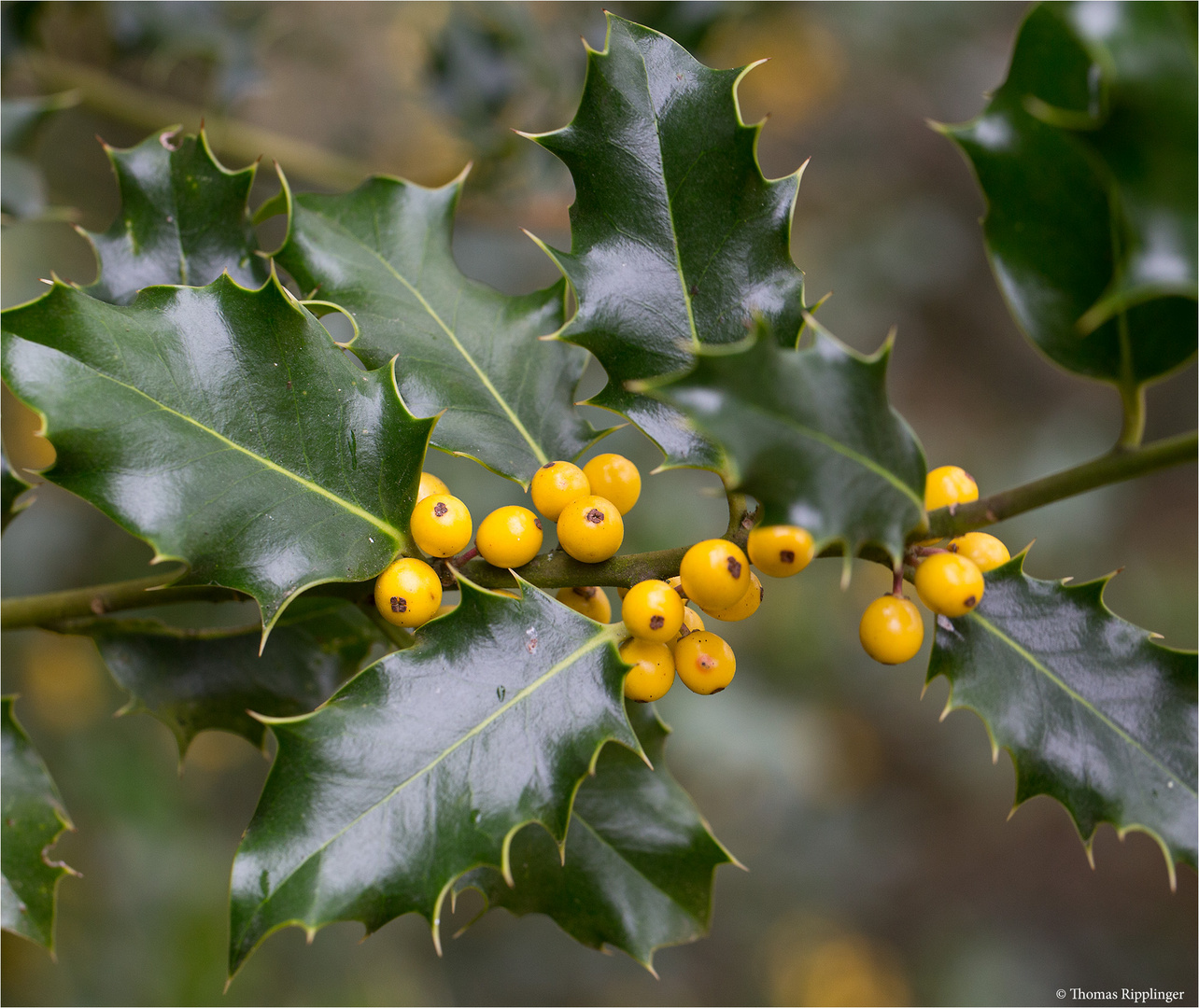 Gewöhnliche Stechpalme (Ilex aquifolium)..