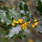 Gewöhnliche Stechpalme (Ilex aquifolium)..