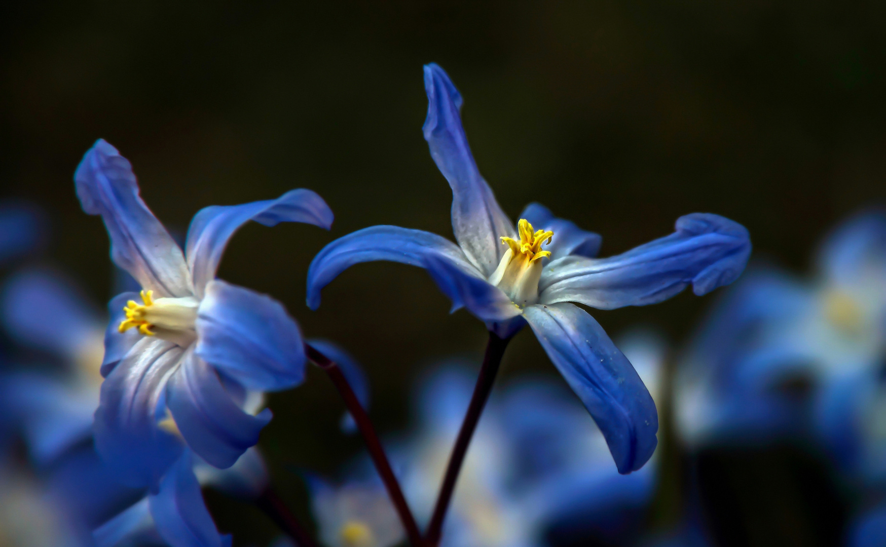 Gewöhnliche Sternhyazinthe - Chionodoxa luciliae