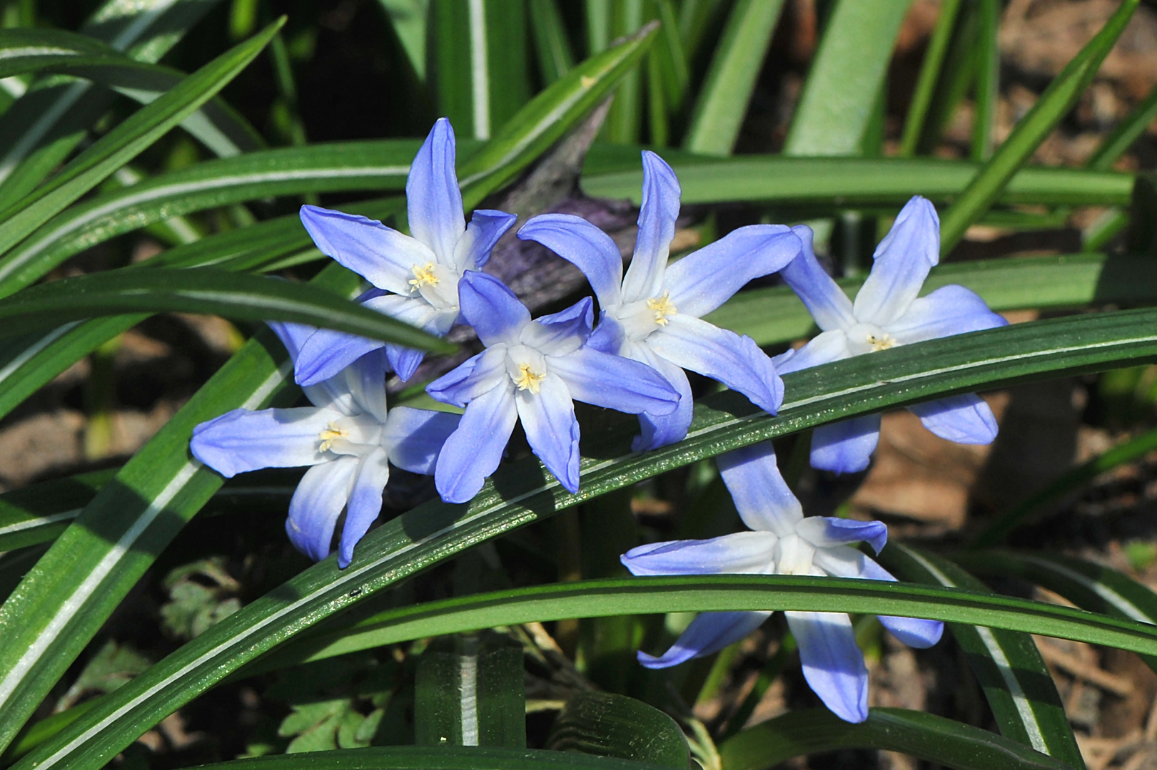 Gewöhnliche Sternhyazinthe (Chionodoxa luciliae)