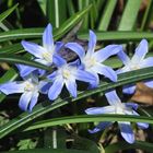 Gewöhnliche Sternhyazinthe (Chionodoxa luciliae)