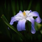 Gewöhnliche Sternhyazinthe (Chionodoxa luciliae), glory-of-the-snow