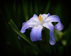 Gewöhnliche Sternhyazinthe (Chionodoxa luciliae), glory-of-the-snow