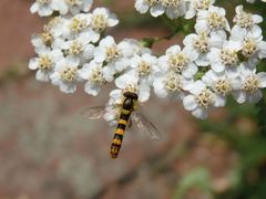 Gewöhnliche Stiftschwebfliege (Sphaerophoria scripta) auf Scharfgarbe