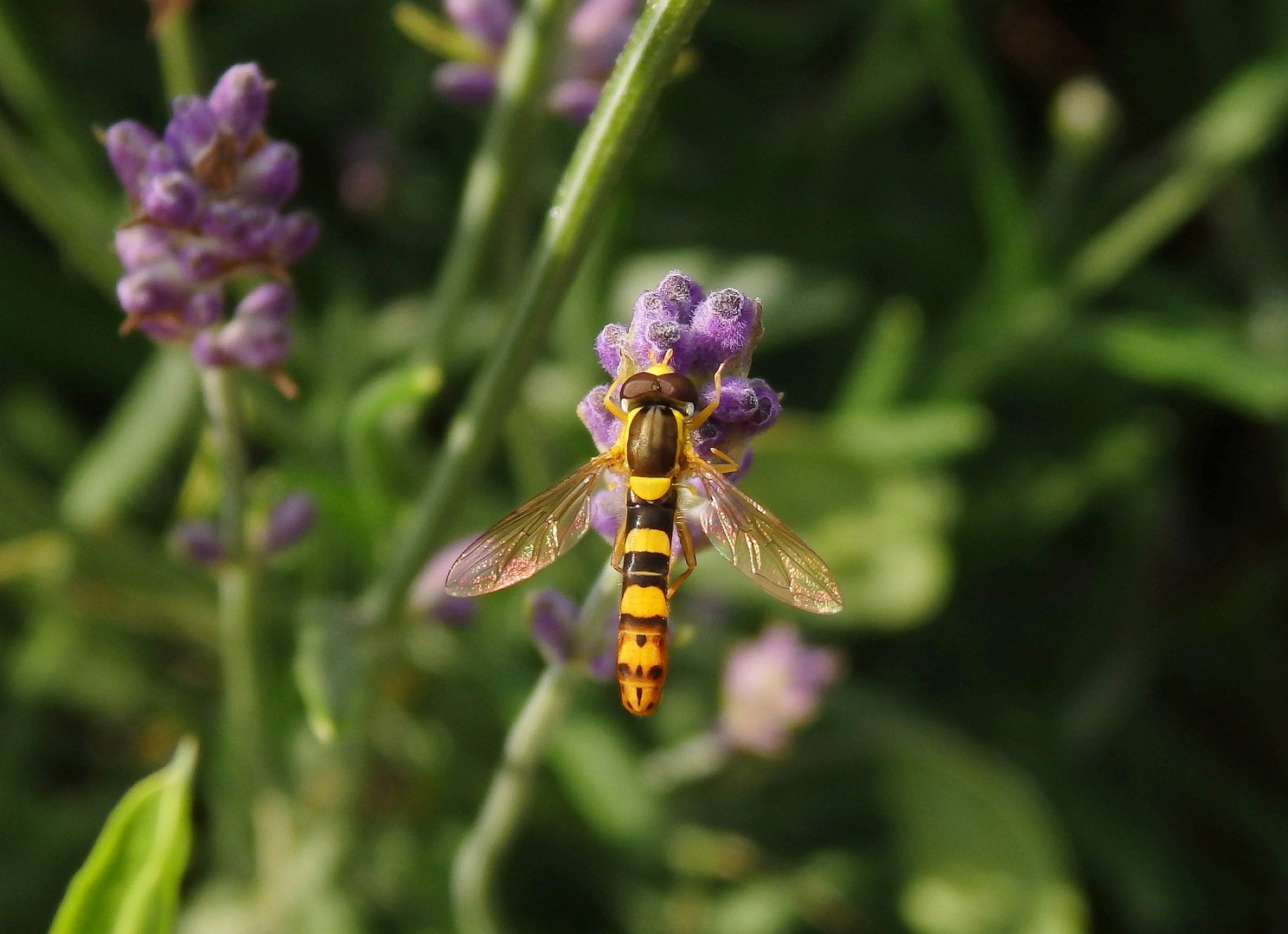 Gewöhnliche Stiftschwebfliege (Sphaerophoria scripta) - Männchen