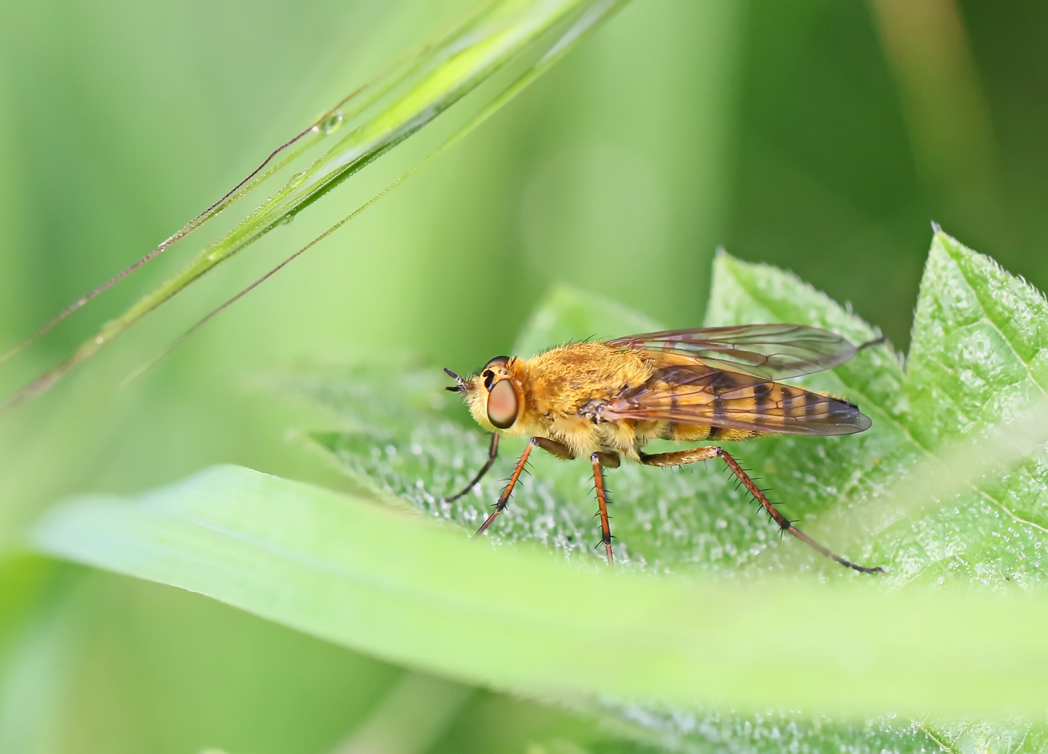 gewöhnliche Stilettfliege