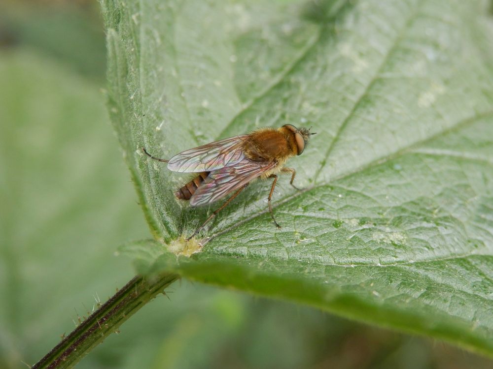 Gewöhnliche Stilettfliege (Thereva nobilitata)