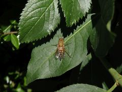 Gewöhnliche Stilettfliege (Thereva nobilitata)