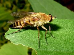 Gewöhnliche Stilettfliege (Thereva nobilitata)